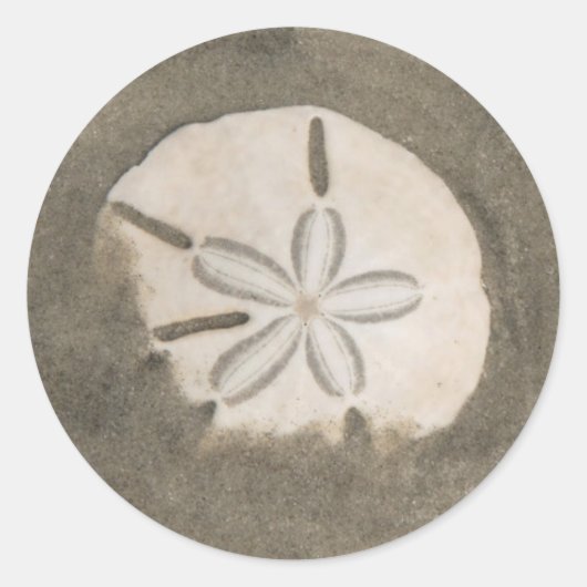 Sticker Rond Sables en dollars (Echinarachnius parma) (Devant)