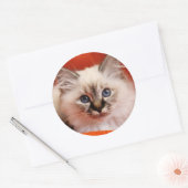 Sticker Rond Sacré Birman Kitten (Enveloppe)