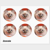 Sticker Rond Sacré Birman Kitten (Feuille)