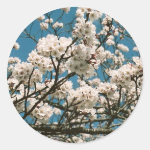 Sticker Rond Sakura