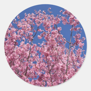 Sticker Rond Sakura Cerisiers en Fleur Dans Le Bleu