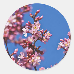 Sticker Rond Sakura Cerisiers en Fleur Touchant le Bleu