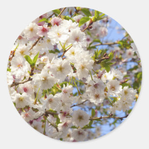 Sticker Rond Sakura Cherry Blossom Japon Kyoto