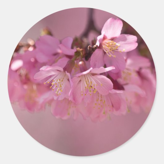 Sticker Rond Sakura Cherry Blossoms Delicate Pink Bouquet (Devant)