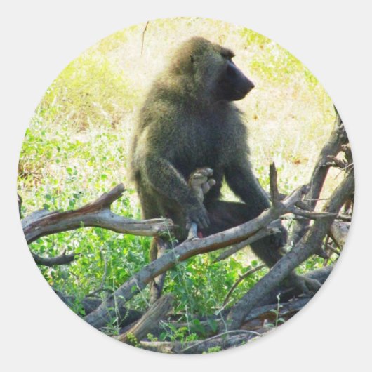 Sticker Rond Samburu Baboon (Devant)
