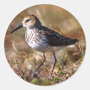 Sticker Rond Sandpiper occidental
