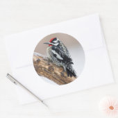 Sticker Rond Sapsucker à ventre jaune mâle (Enveloppe)