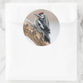 Sticker Rond Sapsucker à ventre jaune mâle (Sac)