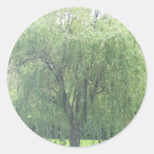 Sticker Rond Saule pleurant