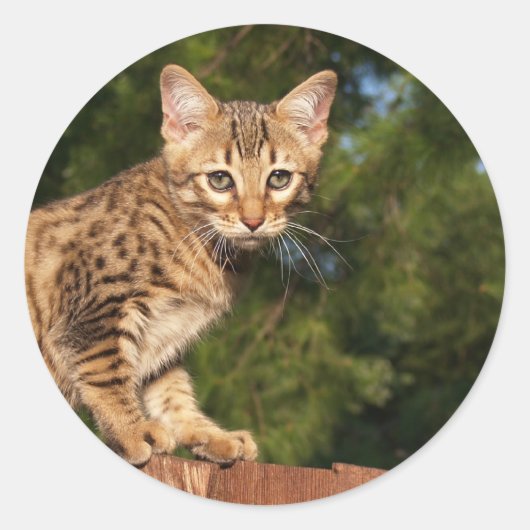Sticker rond Savannah Cat (Devant)