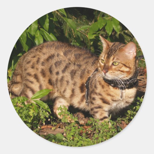 Sticker rond Savannah Cat (Devant)