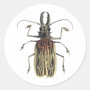 Sticker Rond Scarabée Long-À cornes, Prionus Cervicornis