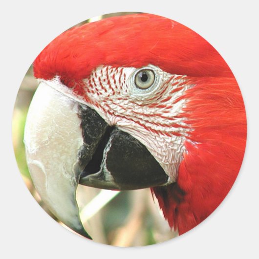 Sticker Rond Scarlet Macaw (Devant)