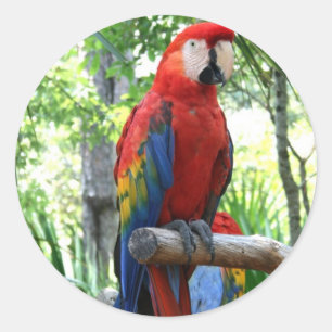 Sticker Rond Scarlet macaw, macaw rouge conception photographiq