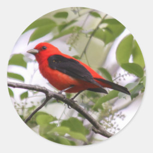 Sticker Rond Scarlet Tanager