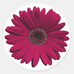 Sticker Rond Sceau de l'enveloppe de fleurs de la marguerite de