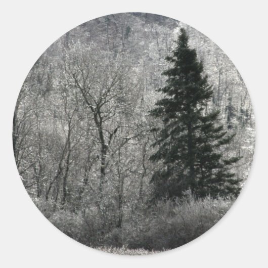 Sticker Rond Sceau de Noël À feuillage persistant Tree (Devant)