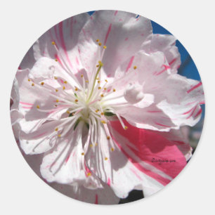 Sticker Rond Sceau Mariage Enveloppe Cherry Blossom