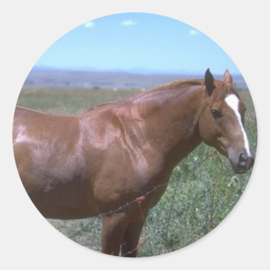 Sticker Rond Scène du pâturage du cheval (Devant)