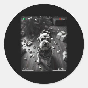 Sticker Rond Schnauzer de Noël pris en caméra