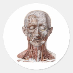 Sticker Rond Science d'anatomie humaine vintage, tête gorge nez