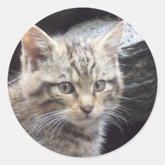 Sticker Rond Scottish Wildcat