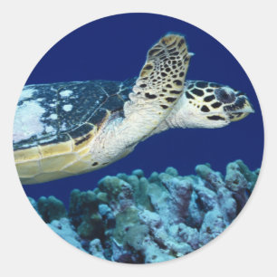 Sticker Rond Sea Life - Tortue de mer