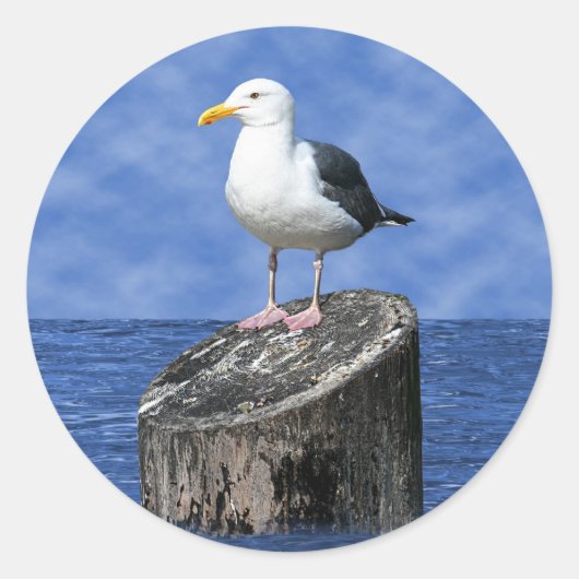 STICKER ROND SEAGULL (Devant)
