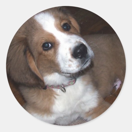 Sticker Rond Secourir Dog Buddy vous implore (Devant)