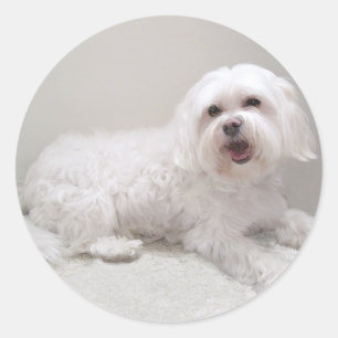 Sticker Rond Secourt de petit chien blanc (maltais)