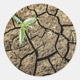 Sticker Rond Seedling