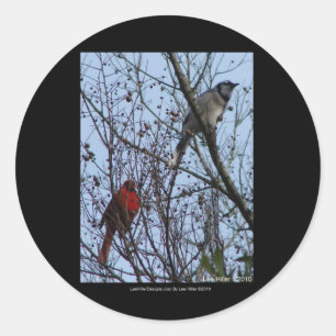 Sticker Rond Sentinelles Geai bleu et Cardinal par Lee Hiller