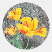 Sticker Rond Séquence de trois tulipes jaunes / (Devant)