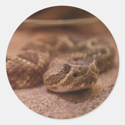 Sticker Rond serpent (Devant)