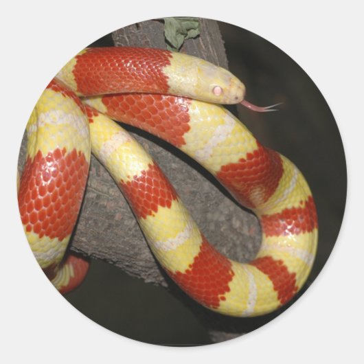 Sticker Rond Serpent à lait (Devant)