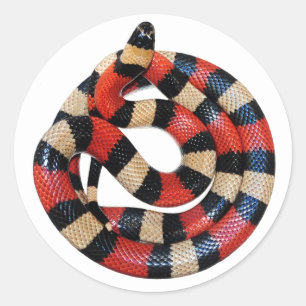 Sticker Rond Serpent à lait