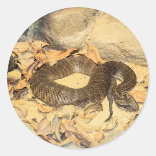 Sticker Rond Serpent à sonnettes