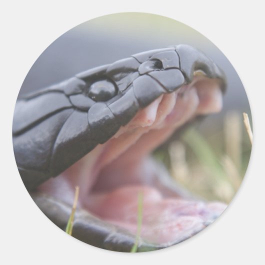 Sticker Rond Serpent de tigre (Devant)