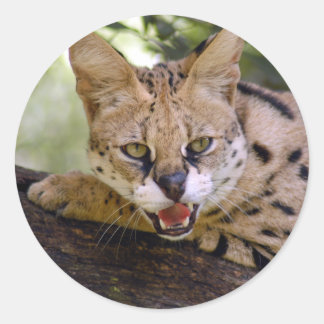 Sticker Rond serval 013