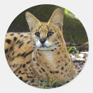 Sticker Rond serval 015