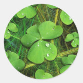 Sticker Rond Shamrock vert St Patrick iPhone 5 Coque-Mate (Devant)