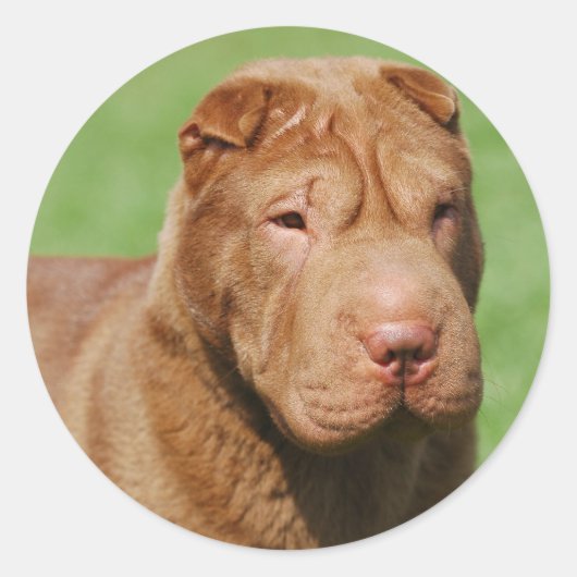 Sticker Rond Shar Pei (Devant)