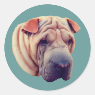 Sticker Rond Shar Pei Face Chien