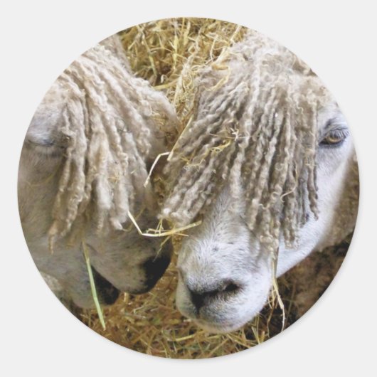 STICKER ROND SHEEP (Devant)