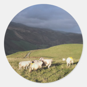 STICKER ROND SHEEP