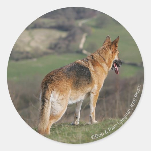 Sticker Rond Shephard allemand regardant la colline (Devant)