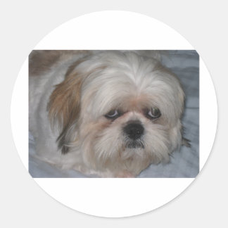 Sticker Rond Shih Tzu