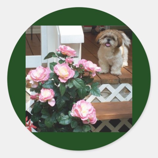 Sticker Rond Shih Tzu avec fleurs de printemps (Devant)