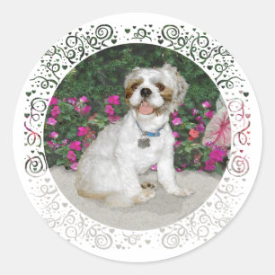 Sticker Rond Shih Tzu dans un cadre de jardin