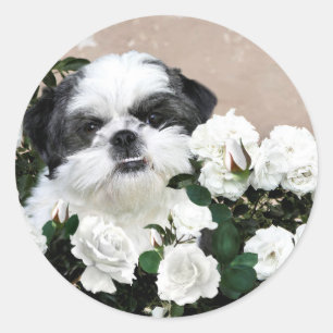 Sticker Rond Shih Tzu et roses